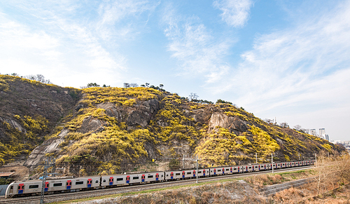 노란색 개나리 가득한 산과 산 아래를 지나는 열차