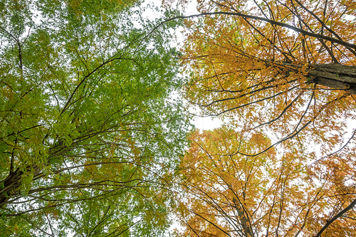 가을의 대조적인 나뭇잎 색깔, 초록과 단풍
