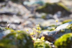 바위 틈에 핀 노란 산수유꽃