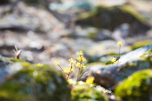 바위 틈에 핀 노란색 산수유꽃
