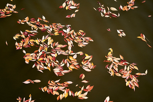 가을,낙엽,단풍,물결