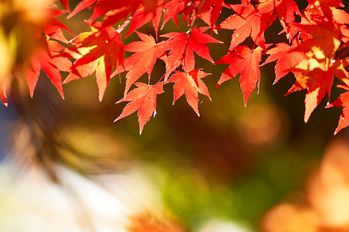 가을,낙엽,단풍,단풍나무