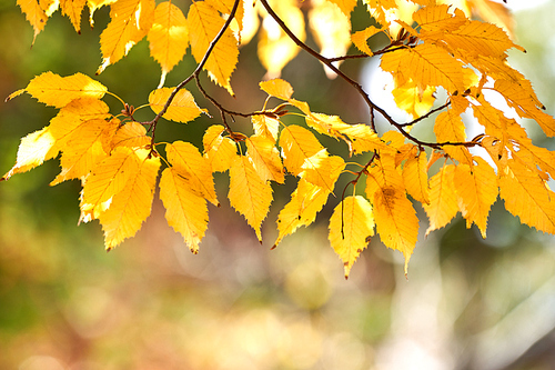 가을,낙엽,단풍,단풍나무
