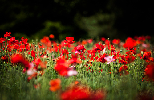 붉은 양귀비꽃밭
