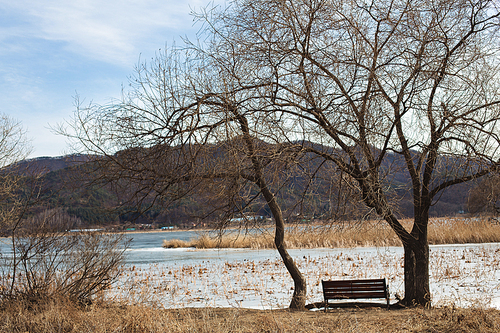 겨울 강가의 갈대와 의자