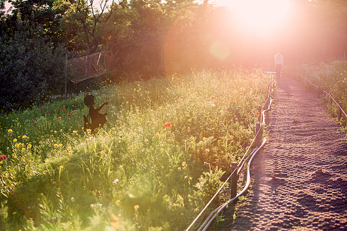 태양빛 쏟아지는 양귀비 꽃밭