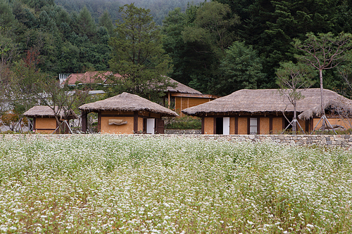 메밀꽃 피어있는 시골마을