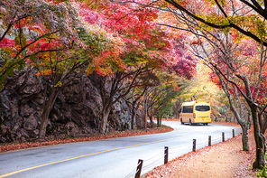 도로가에 물드는 가을 단풍
