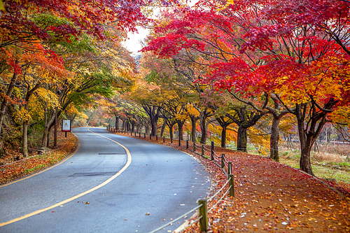 도로가에 물드는 가을단풍