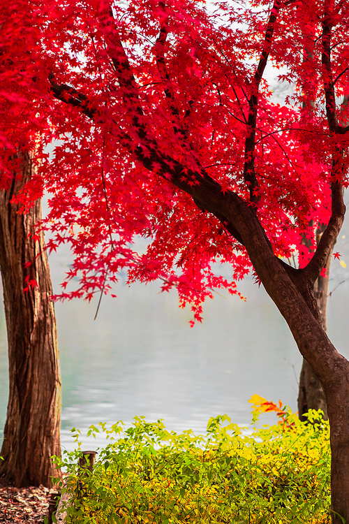가을속의 단풍나무