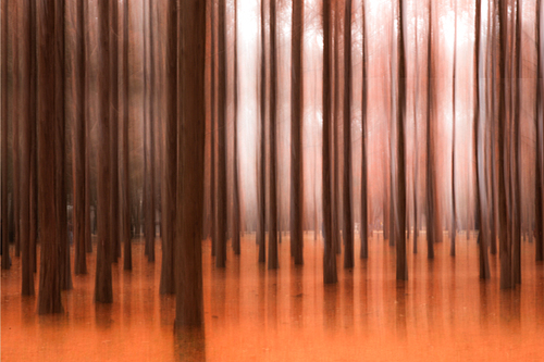 가을속의 메타세콰이어 나무 숲