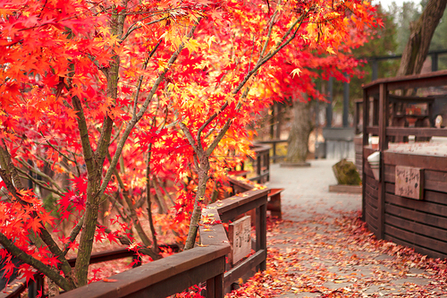 가을속 단풍나무와 나무 데크
