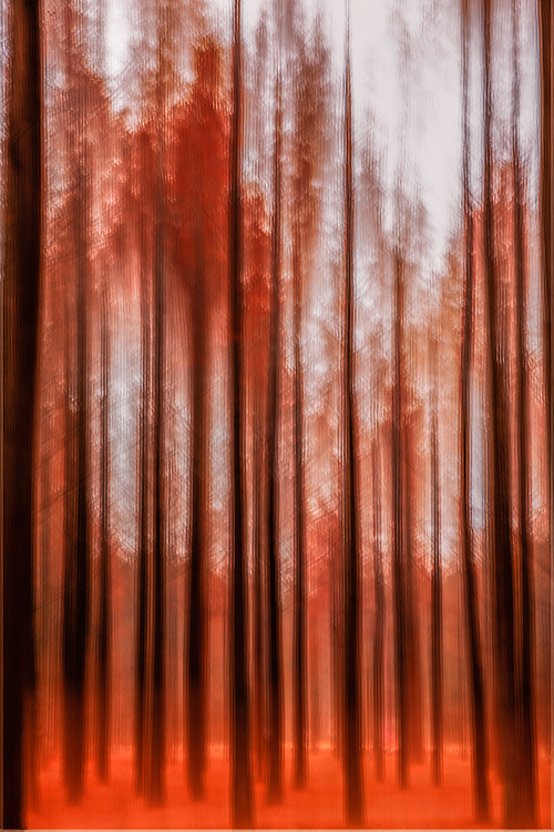 가을속의 메타세콰이어 숲