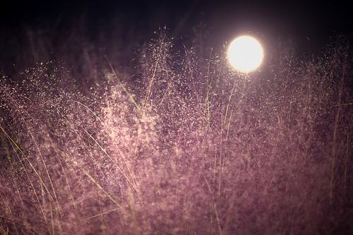 달빛이 빛나는 밤의 핑크뮬리