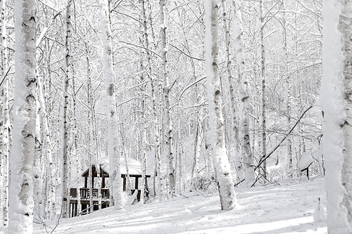 겨울 눈으로 덮힌 자작나무숲