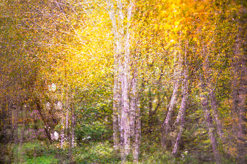 다중노출로 촬영한 가을의 자작나무