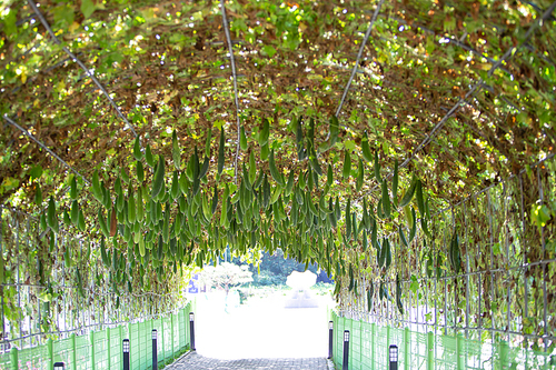 수세미 열매와 줄기로 이루어진 터널