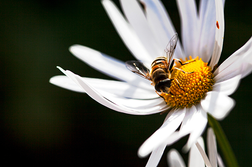 구절초꽃에서 꿀을 채집하는 꿀벌