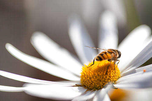 구절초 꽃에서 꿀을 채집하는 꿀벌
