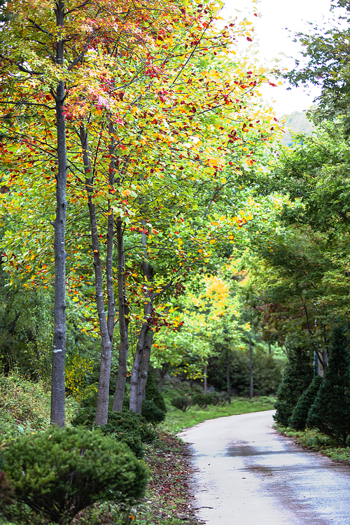 초가을 가을색으로 물들기 시작한 공원의 숲길