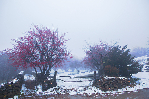 눈내린 산수유마을의 겨울 아침