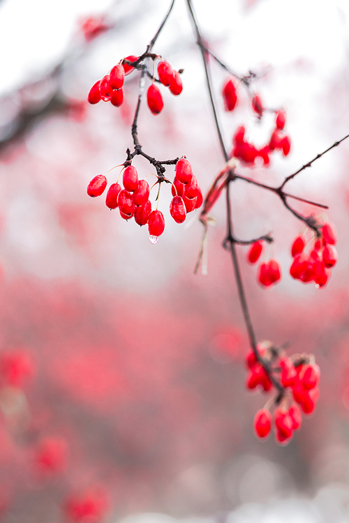 붉은빛의 산수유나무 열매