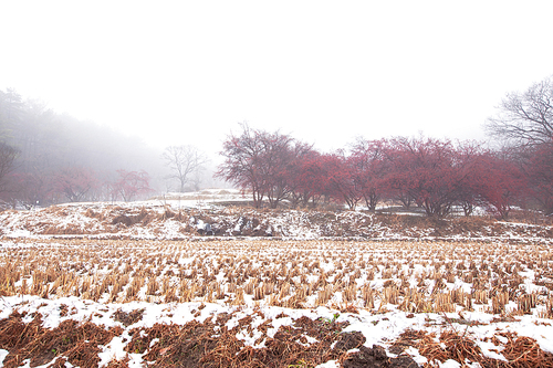 겨울 눈내린 산수유마을의 농지와 산수유나무