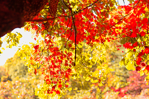 가을에 붉게 물든 단풍나무