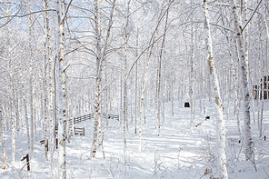 인제 원대리 자작나무숲의 눈쌓인 겨울
