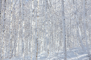 인제 원대리 자작나무숲의 눈쌓인 겨울