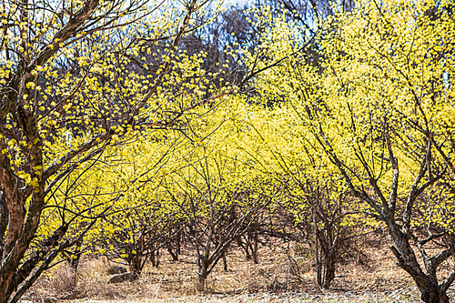 봄을 알리는 만개한 노란색 산수유꽃