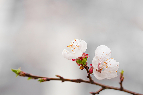 봄을 알리는 벚꽃나무