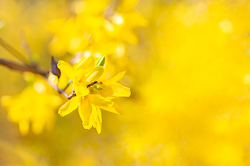 노랑색을 배경으로 한 개나리꽃