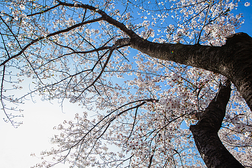 푸른 하늘을 수놓은 벚꽃나무와 벚꽃잎