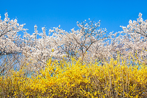 봄을 알리는 하늘 배경의 벚꽃과 개나리