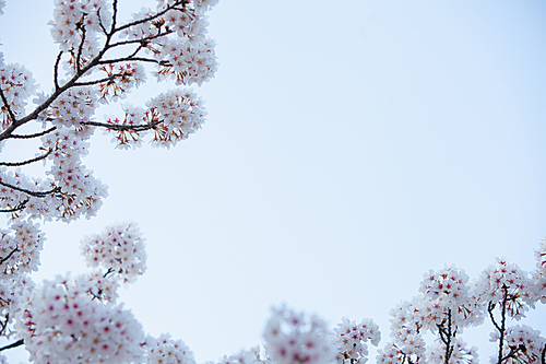 하늘을 산수화처럼 수놓은 벚꽃나무