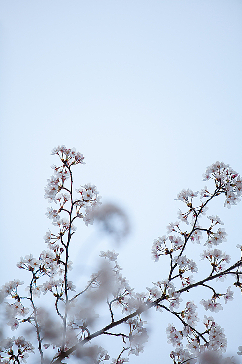 하늘을 산수화 같이 수놓은 벚꽃나무와 벚꽃잎