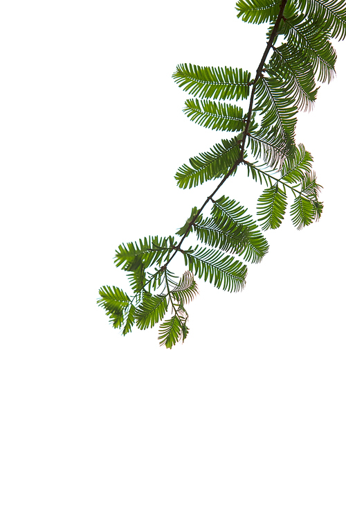 하늘에 늘어져 있는 메타세콰이어 나뭇잎