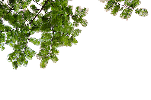 하늘에 걸려있는 메타세콰이어 나뭇가지