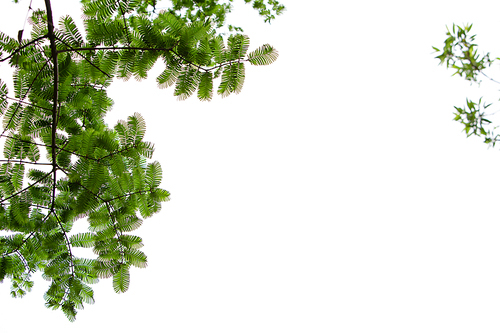 하늘에 걸려있는 메타세콰이어 나뭇가지