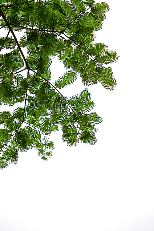 하늘에 늘어져있는 메타세콰이어 나뭇가지