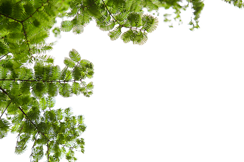 하늘에 늘어진 메타세콰이어 나뭇가지
