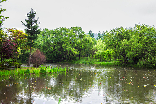 습지생태공원의 연못과 수변식물