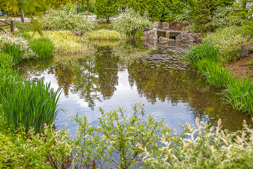 수초와 수변식물이 있는 작은 연못이 있는 생태공원