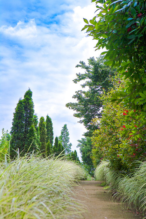푸른하늘과 주목나무 팜파스그라스가 있는 공원