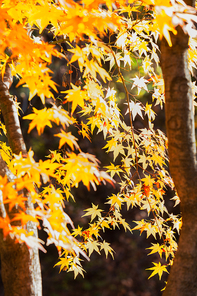 가을빛에 물드는 단풍나무