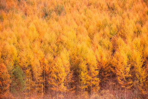 노란색 가을빛으로 물든 나무숲