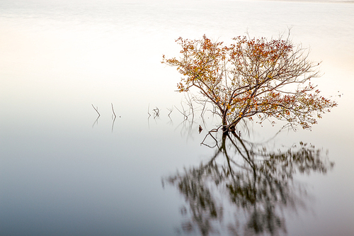 호수에 있는 수생나무의 반영