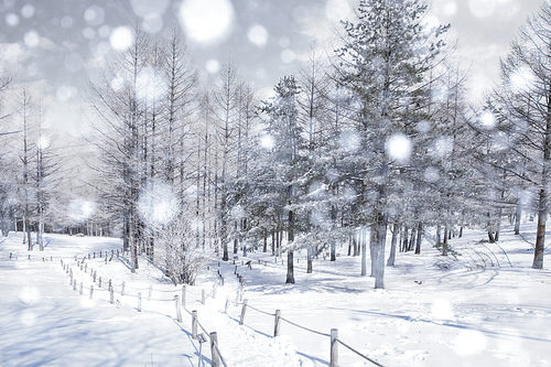 눈내리는 겨울산의 숲속