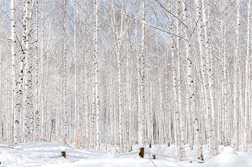 눈덮힌 자작나무 숲의 겨울